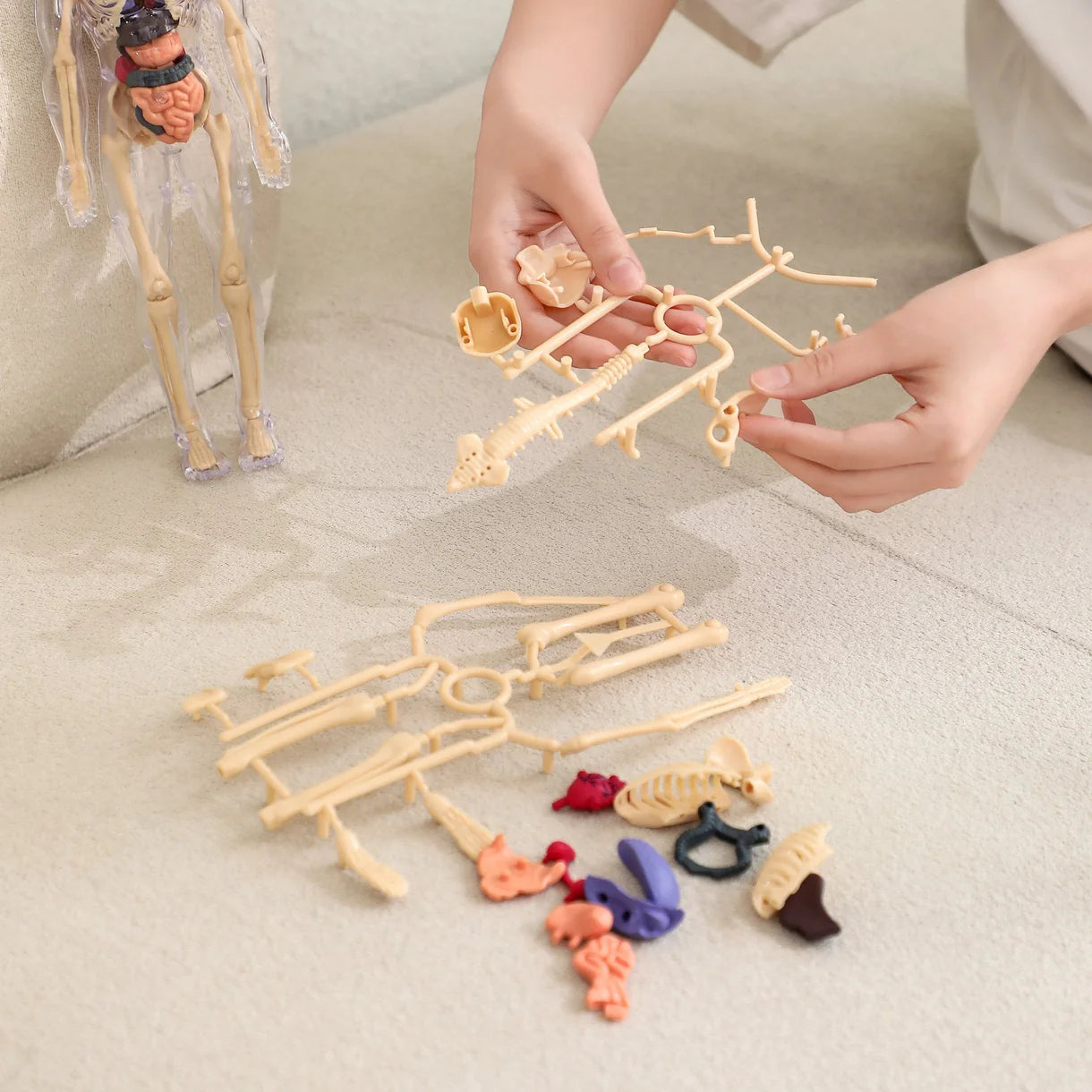 Menschliches Lernmodell für Kinder