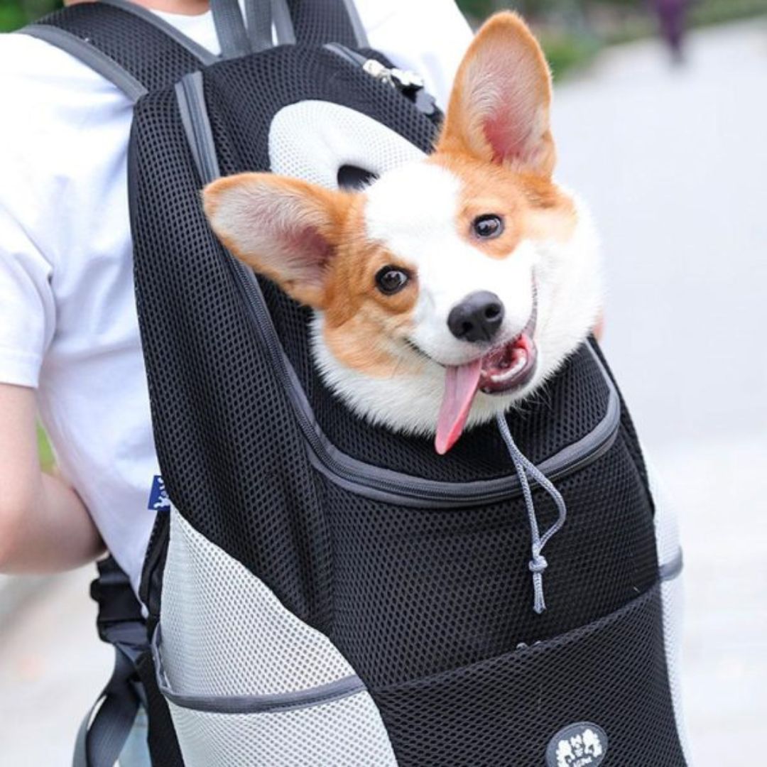 Hunde Transport-Rucksack